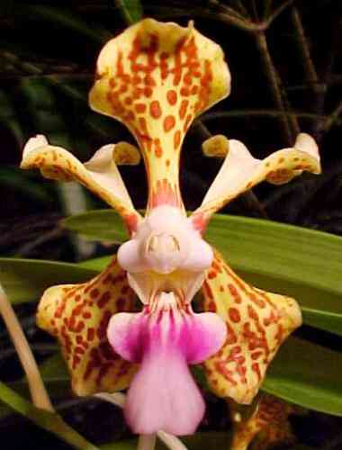 Vanda tricolor (suavis)